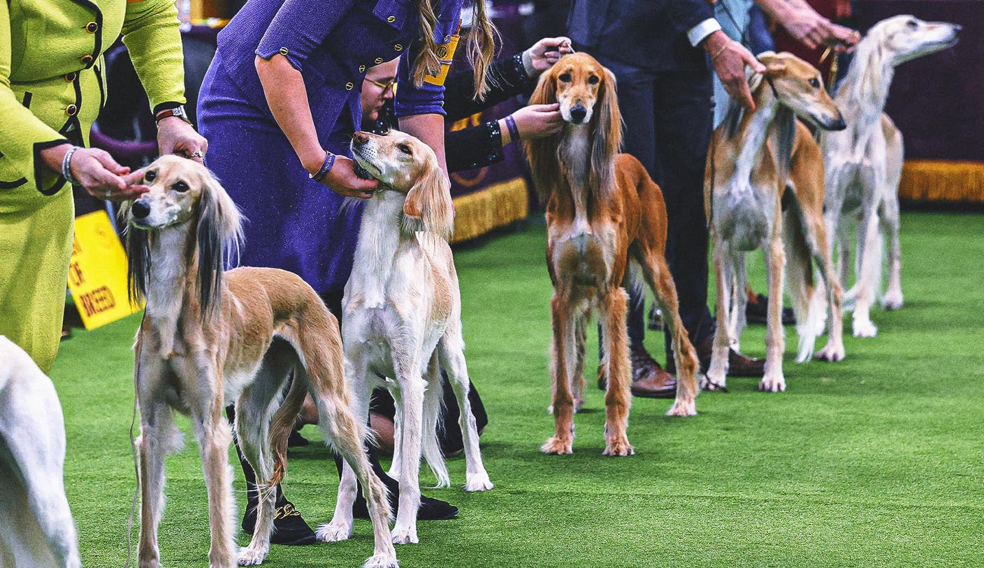 征途国际官网 - 2026 威斯敏斯特犬展群组冠军出炉：第二日赛况全解析