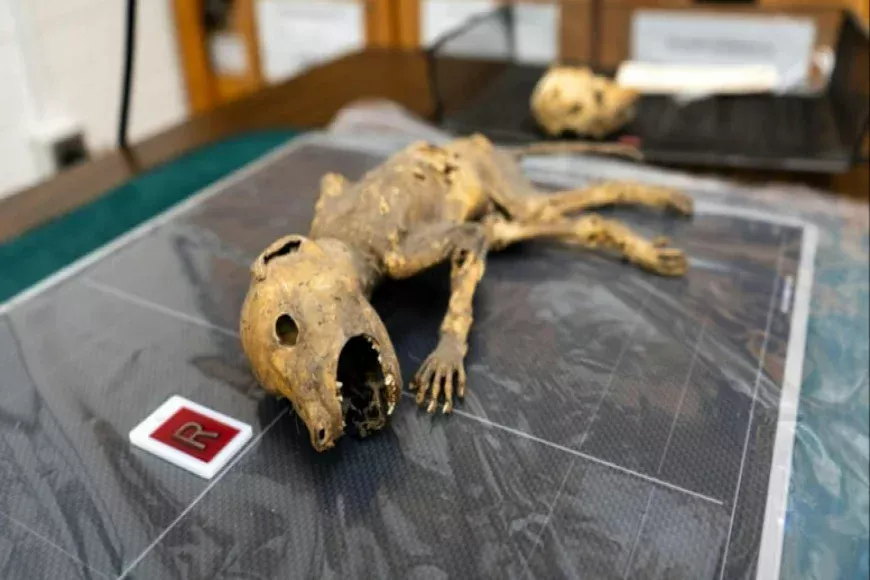 مخلوق محنط يدعي أن يديه مثل يدي مخلوق محنط في الجامعة